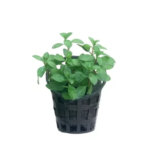 plant_05-1