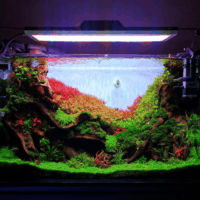 1728781254gl1000_(1)