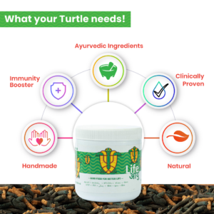 AdultTurtle100G_2_-2_a51ca692-d49e-4472-a352-15b86671d86f