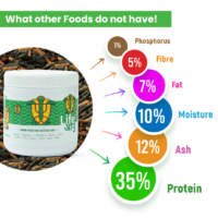 AdultTurtle100G_2_-7_c59223e4-56f2-4675-8691-aa5b84028b9c