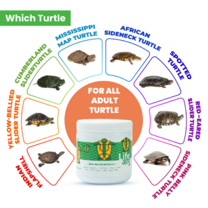 AdultTurtle100G_2_-8_1d8c0d46-b379-4c55-b1a8-f6ab89a60fea