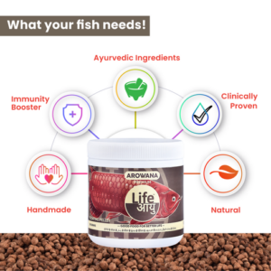 Arowanapremium100gm_1_-2